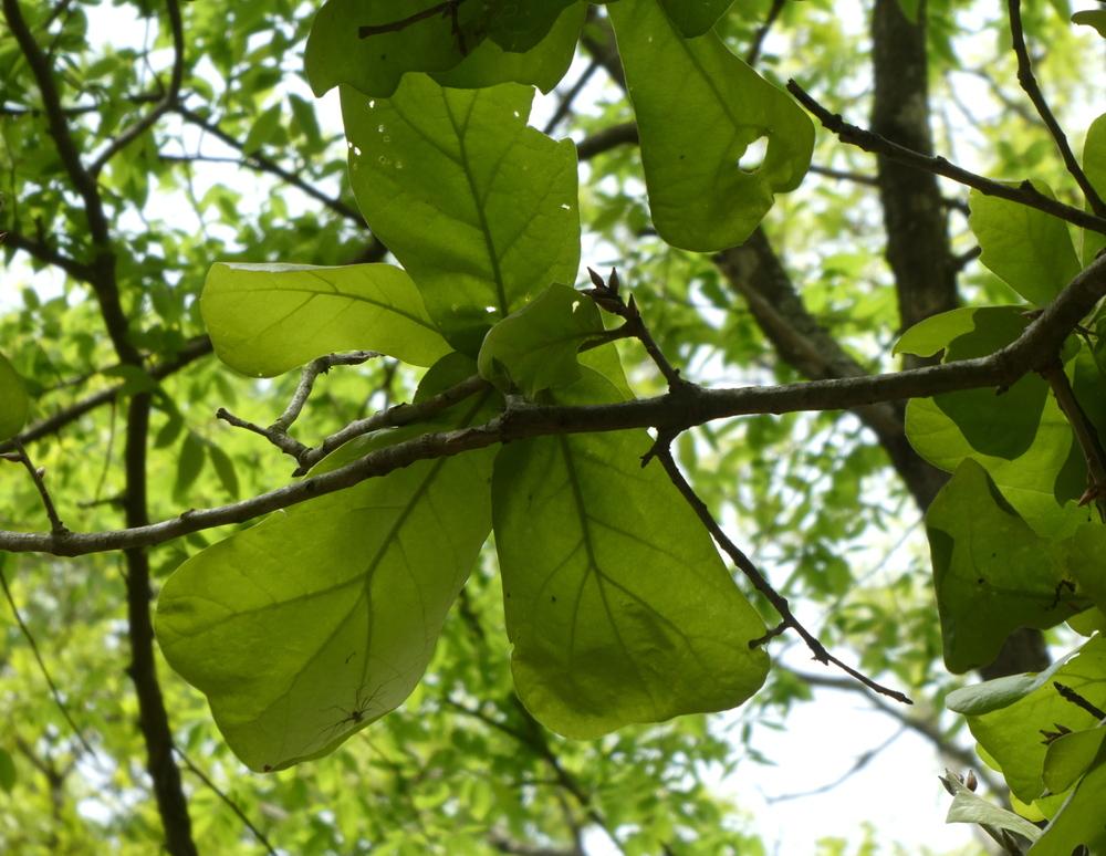 Photo of Blackjack Oak (Quercus marilandica) uploaded by wildflowers