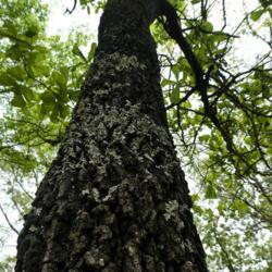 Location: Northeastern, Texas
Date: 2020-03-30
Taller than average tree for Blackjack oak