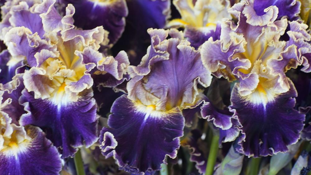 Photo of Tall Bearded Iris (Iris 'Montmartre') uploaded by Islandview