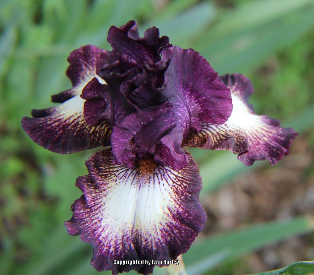 Photo of Tall Bearded Iris (Iris 'Epicenter') uploaded by Ivan_N_Tx