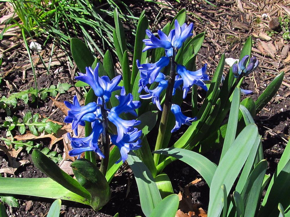 Photo of Hyacinth (Hyacinthus orientalis) uploaded by jmorth