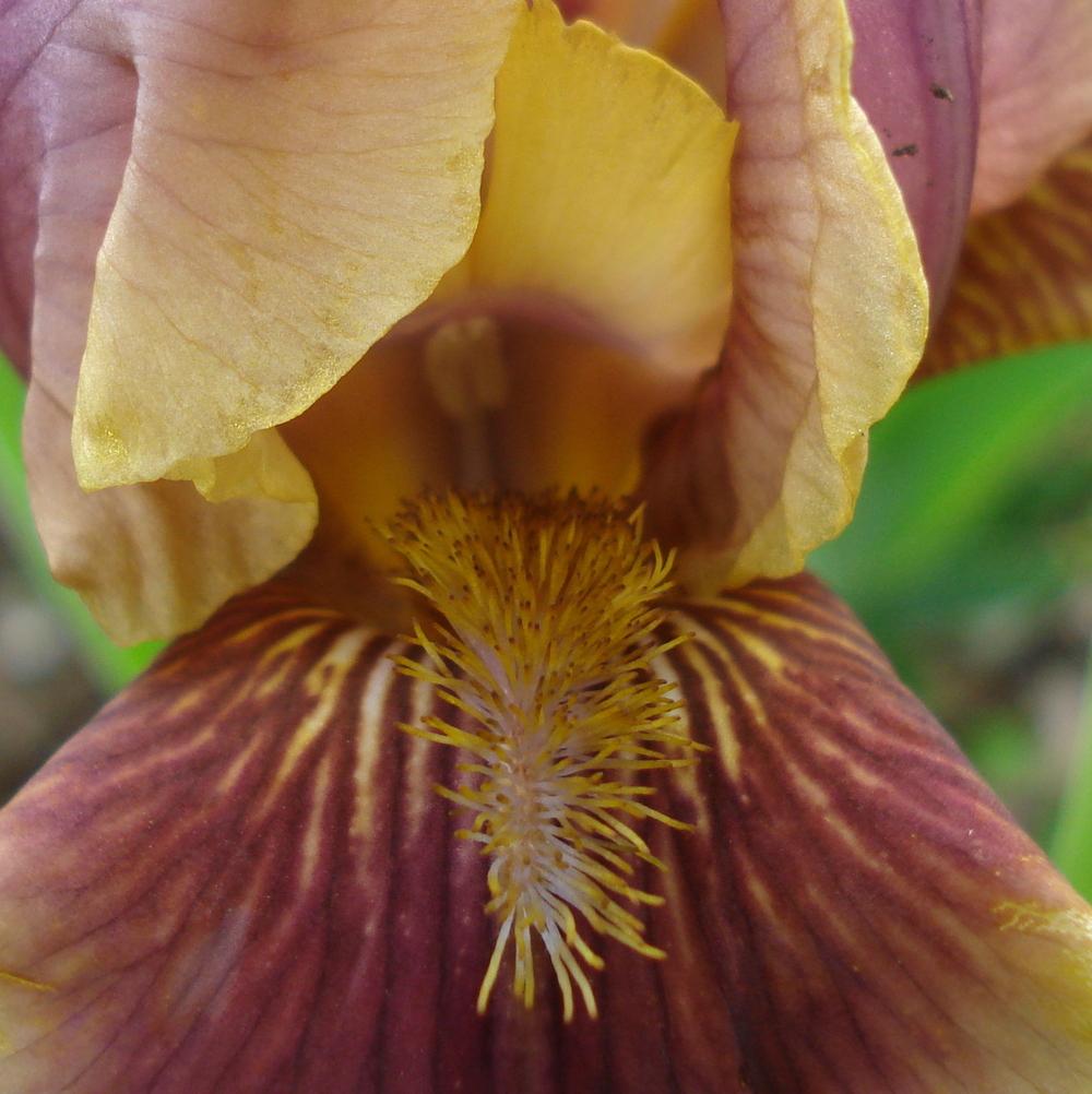 Photo of Intermediate Bearded Iris (Iris 'Oklahoma Bandit') uploaded by lovemyhouse