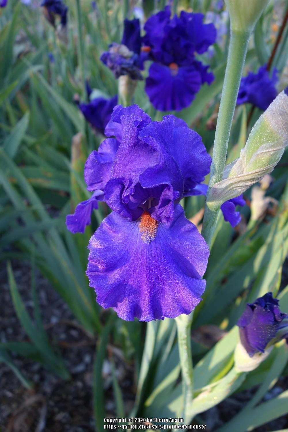 Photo of Tall Bearded Iris (Iris 'Paul Black') uploaded by Henhouse