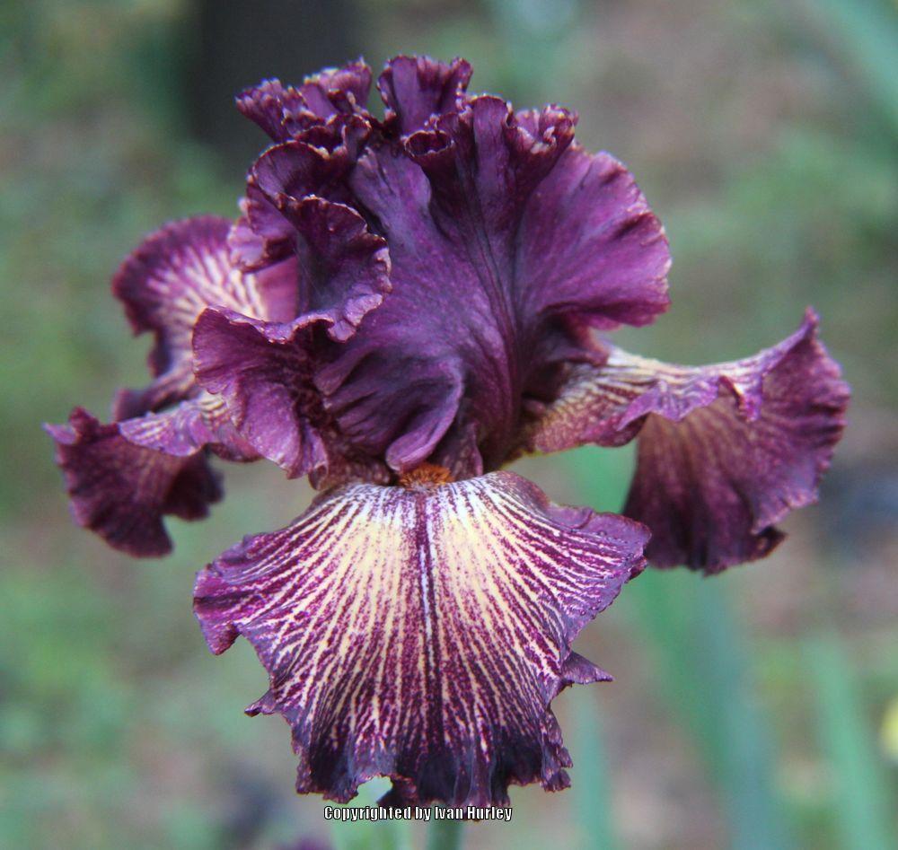 Photo of Tall Bearded Iris (Iris 'Drama Queen') uploaded by Ivan_N_Tx