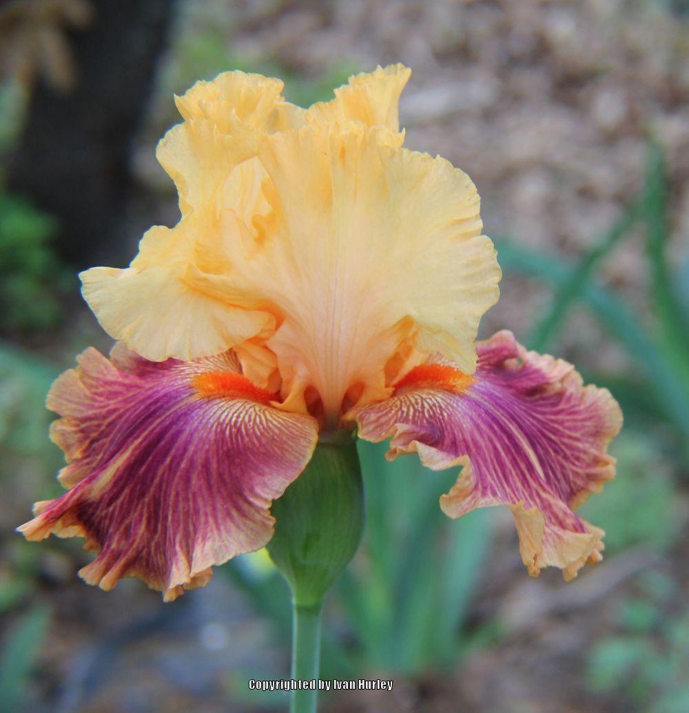 Photo of Tall Bearded Iris (Iris 'Bottle Rocket') uploaded by Ivan_N_Tx