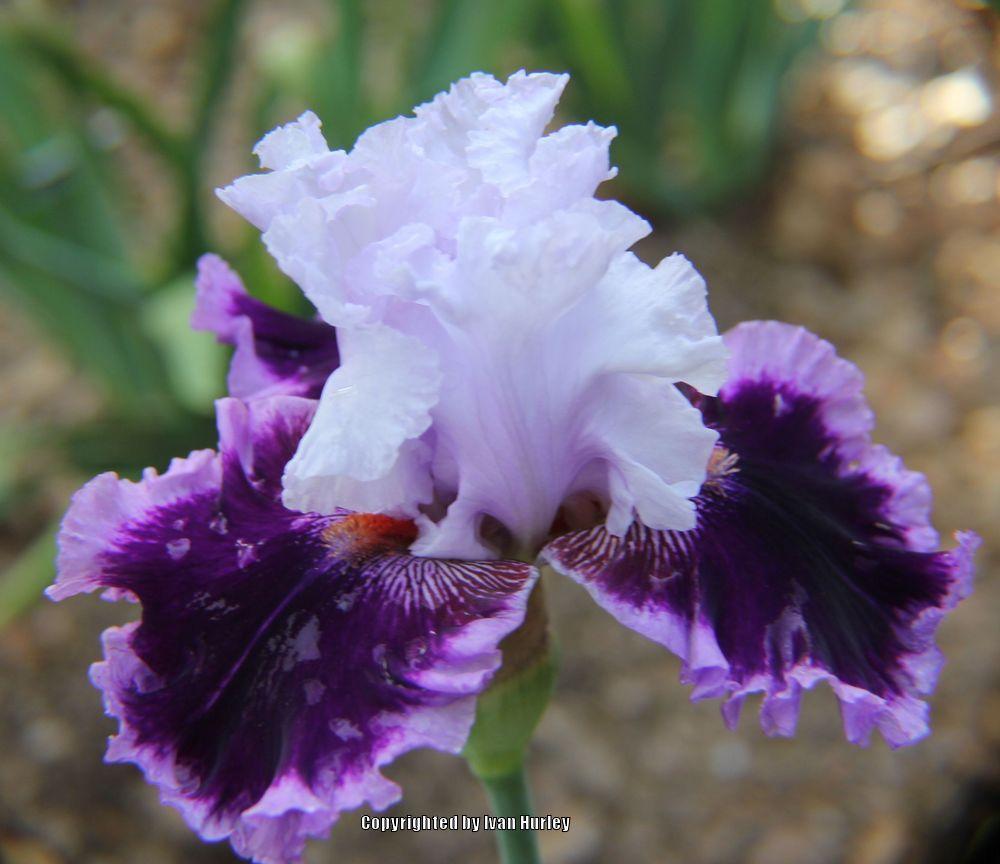 Photo of Tall Bearded Iris (Iris 'Bravery') uploaded by Ivan_N_Tx