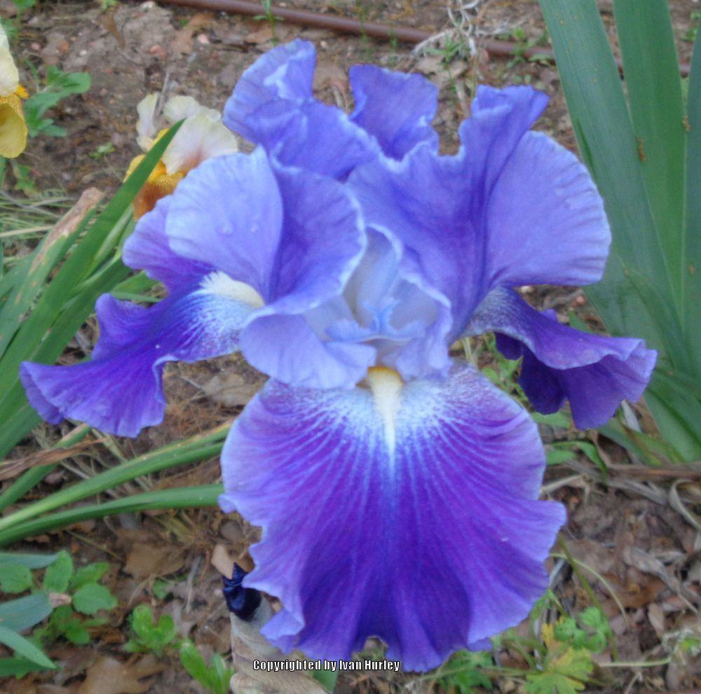 Photo of Tall Bearded Iris (Iris 'Daughter of Stars') uploaded by Ivan_N_Tx