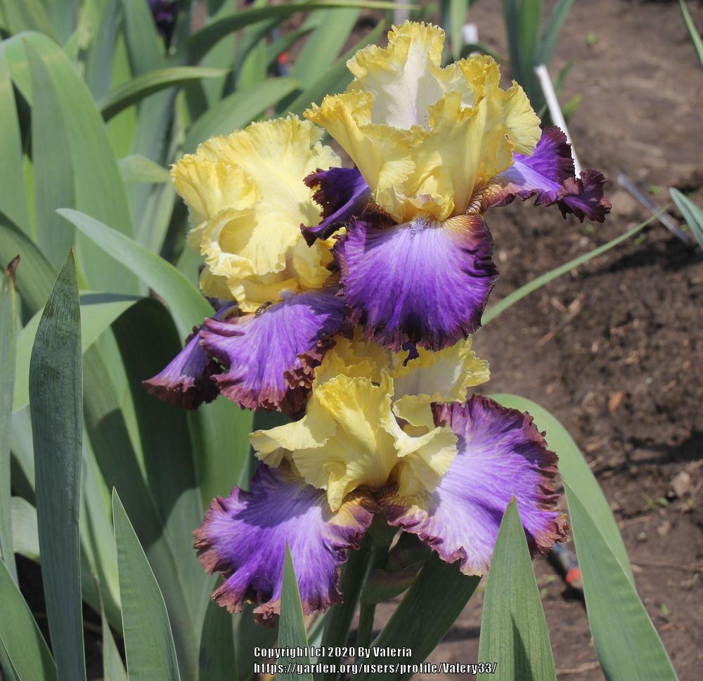 Photo of Tall Bearded Iris (Iris 'Adventurous') uploaded by Valery33