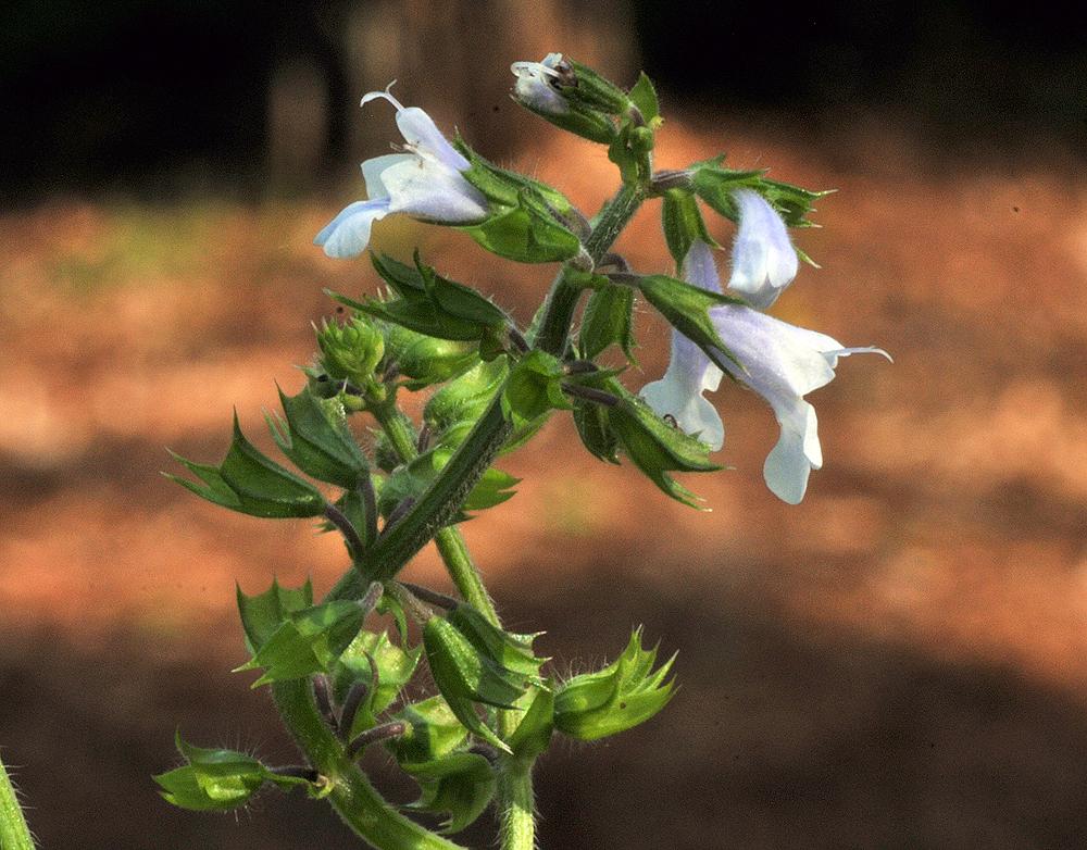 Photo of Lyreleaf Sage (Salvia lyrata) uploaded by deepsouth