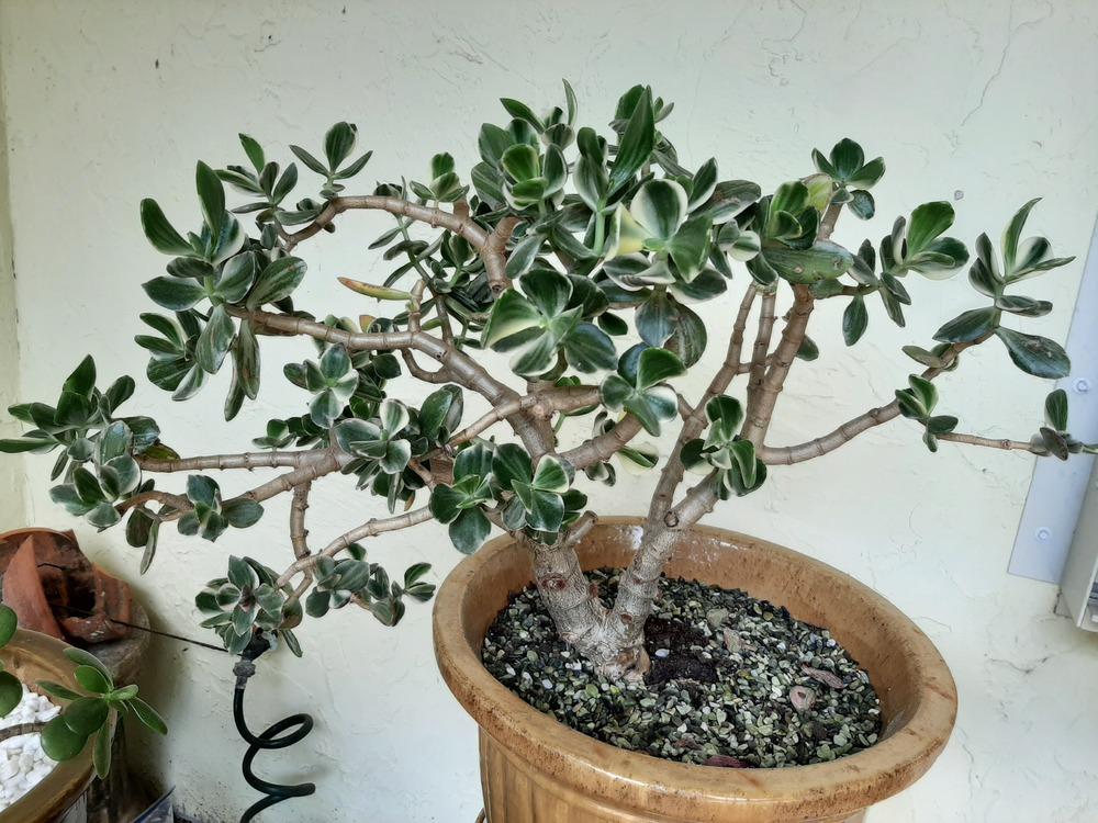 Photo of Jade Plant (Crassula ovata 'Lemon & Lime') uploaded by hlutzow