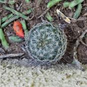 A new Fishhook Cactus spontaneously growing in hillside wash sedi