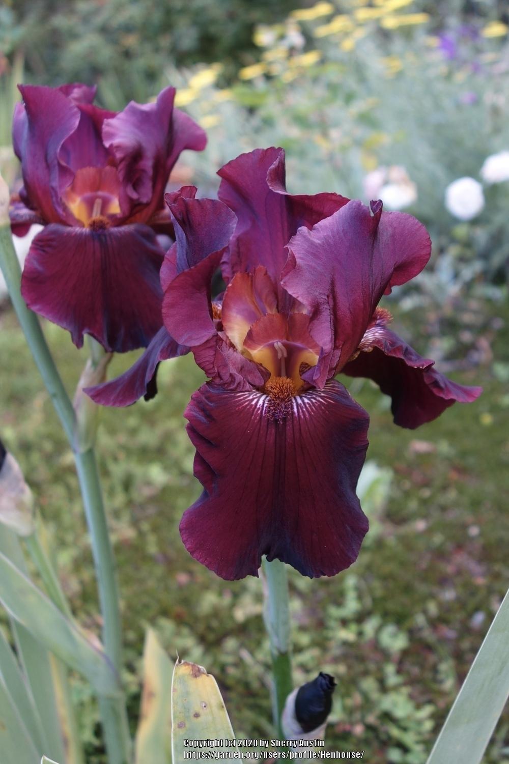 Photo of Tall Bearded Iris (Iris 'Almaden') uploaded by Henhouse