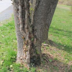 Location: Downingtown, Pennsylvania
Date: 2020-03-26
trunk of wild, mature vine on ash tree