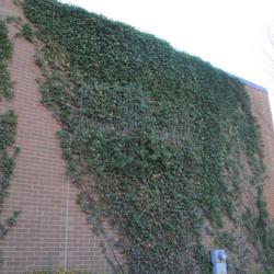 Location: Wayne, Pennsylvania
Date: 2015-11-24
mature vine climbing brick wall