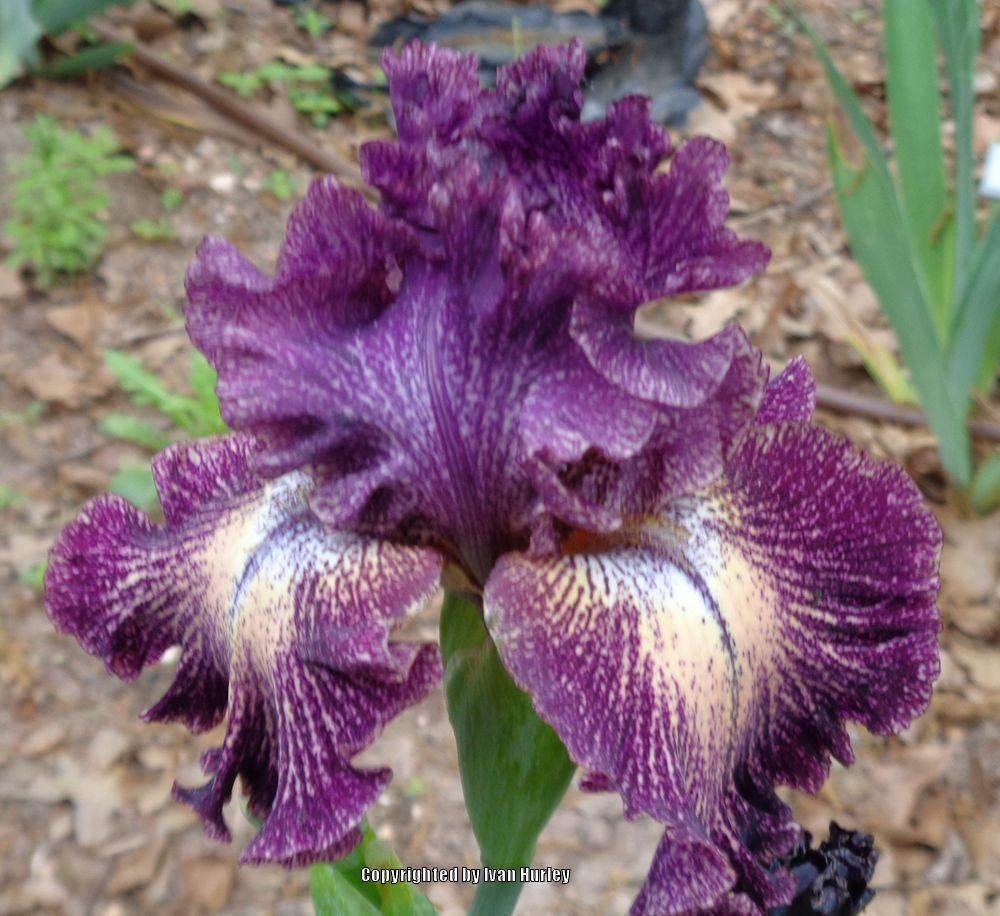 Photo of Tall Bearded Iris (Iris 'Dark Drama') uploaded by Ivan_N_Tx