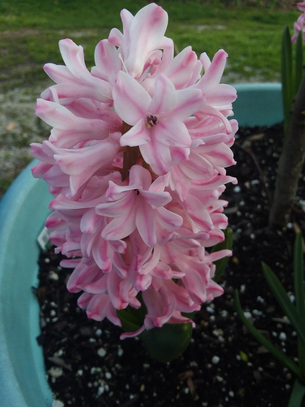 Photo of Hyacinth (Hyacinthus orientalis) uploaded by RoseA32
