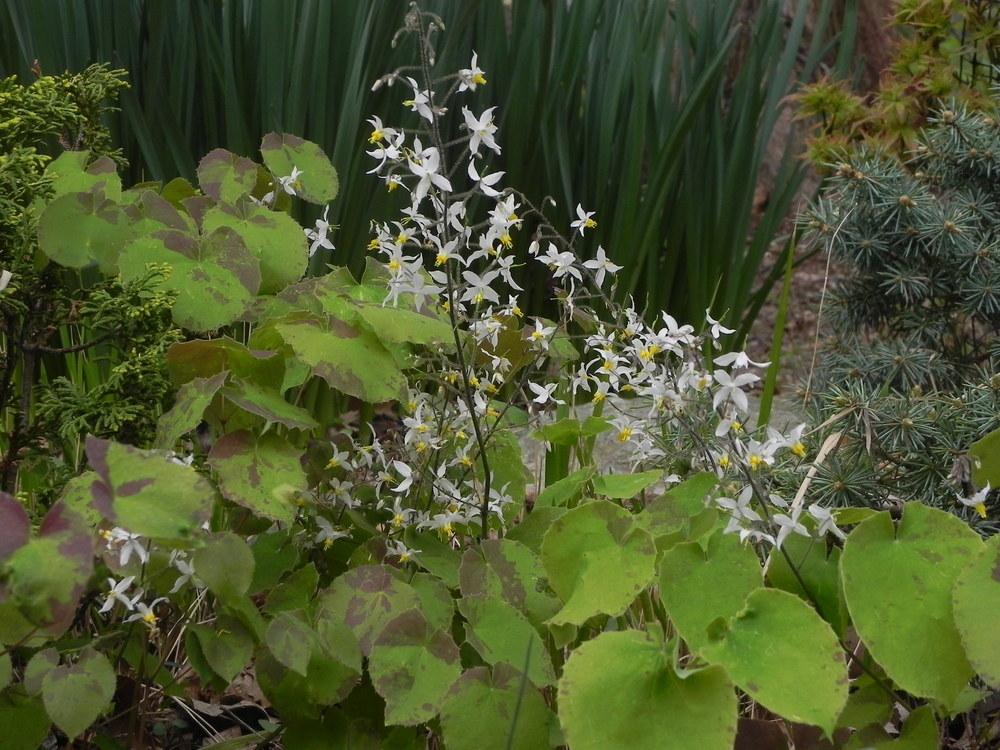 Photo of Epimedium brevicornu uploaded by SL_gardener