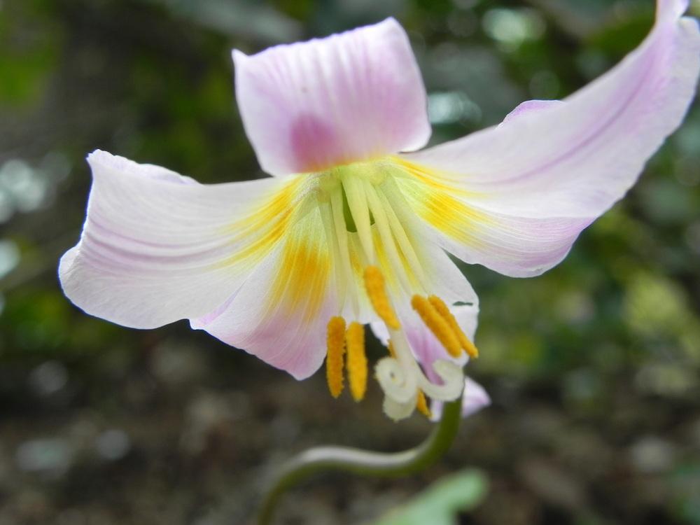 Photo of Erythroniums (Erythronium) uploaded by SL_gardener