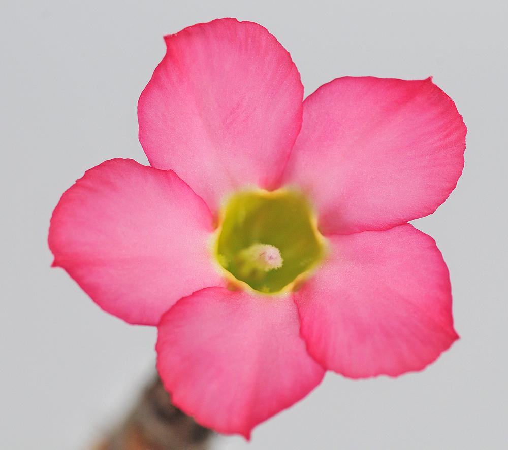 Photo of Desert Rose (Adenium obesum subsp. obesum) uploaded by deepsouth