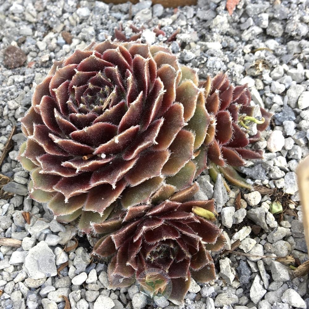 Photo of Hen and Chicks (Sempervivum 'Fair Lady') uploaded by BlueOddish
