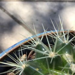 Location: CA
Date: 4/2/2020
Thorns of a very young Echinocactus grusonii