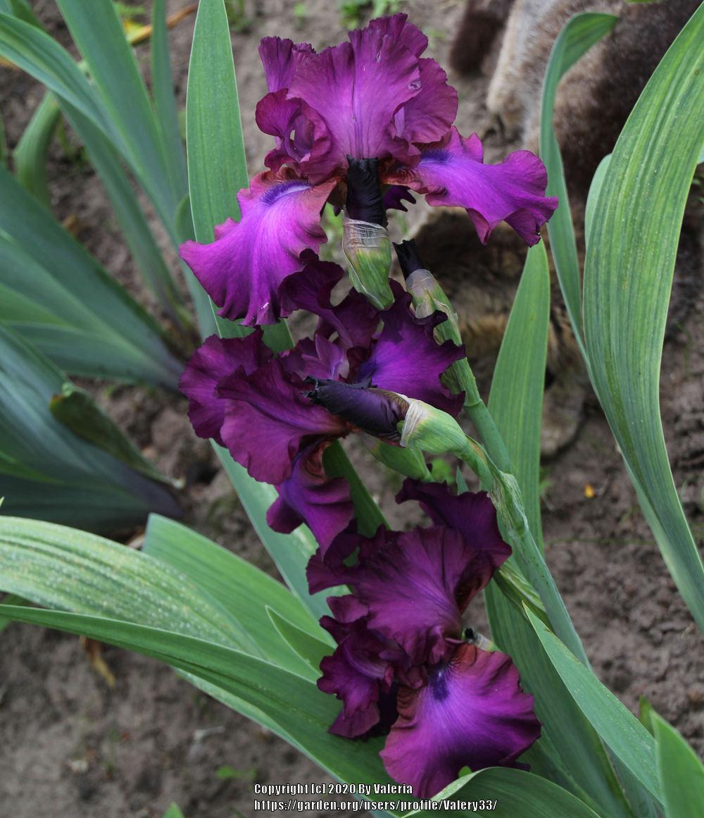 Photo of Tall Bearded Iris (Iris 'Gypsy Romance') uploaded by Valery33