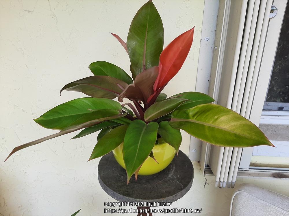 Photo of Philodendron 'Prince of Orange' uploaded by hlutzow