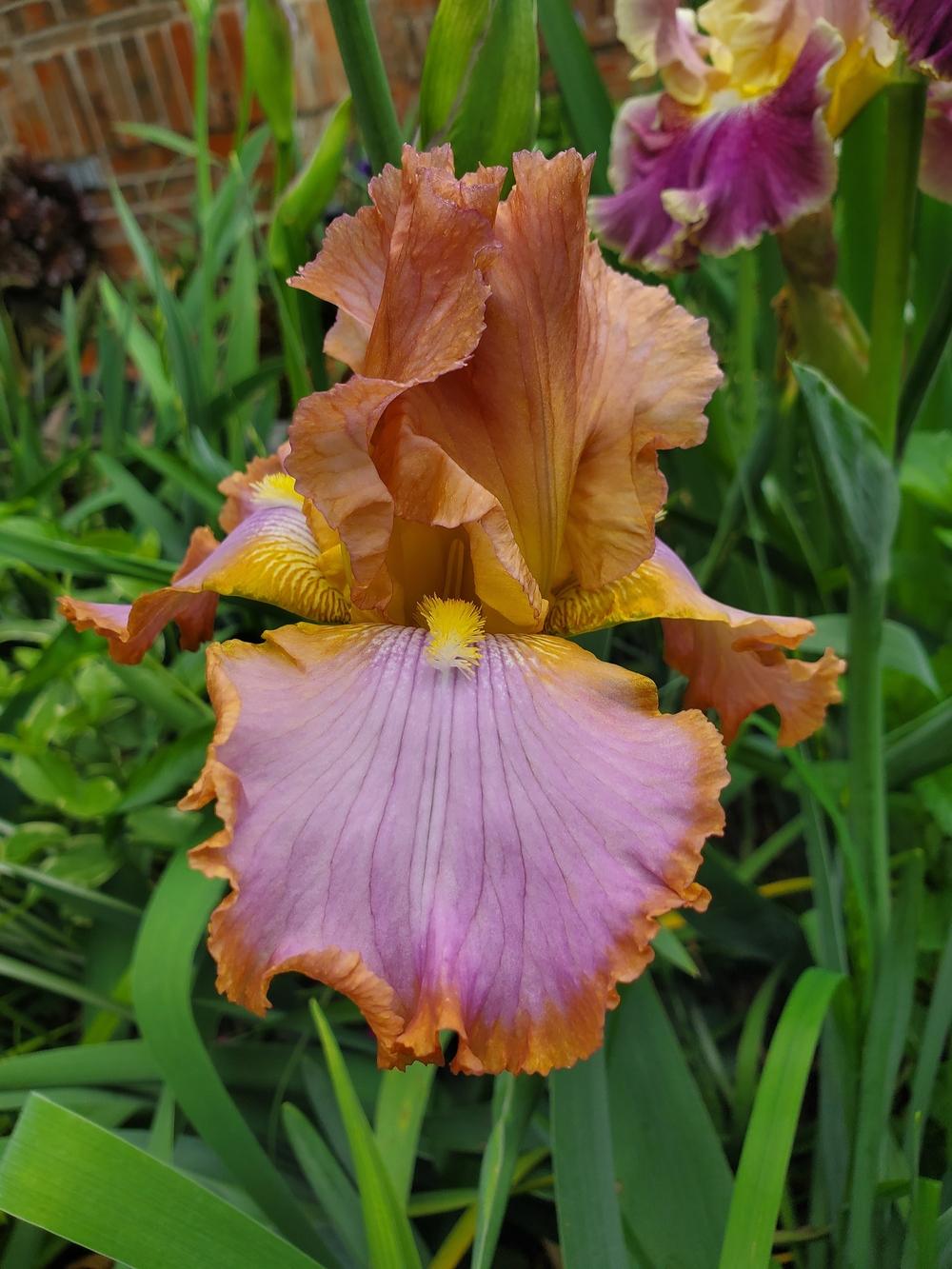 Photo of Tall Bearded Iris (Iris 'Afternoon Delight') uploaded by javaMom