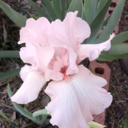 Location: My iris bed on west side 
Date: 2020-03-31
1st bloom since planted 2018. Such a soft pink.