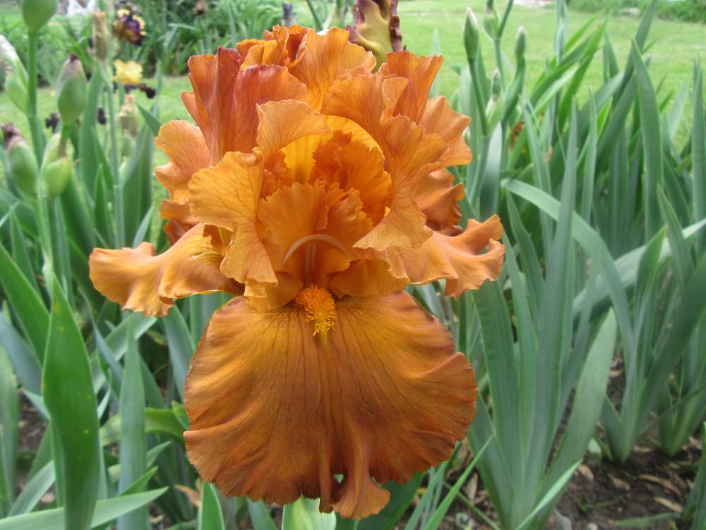 Photo of Tall Bearded Iris (Iris 'Golden Panther') uploaded by tveguy3