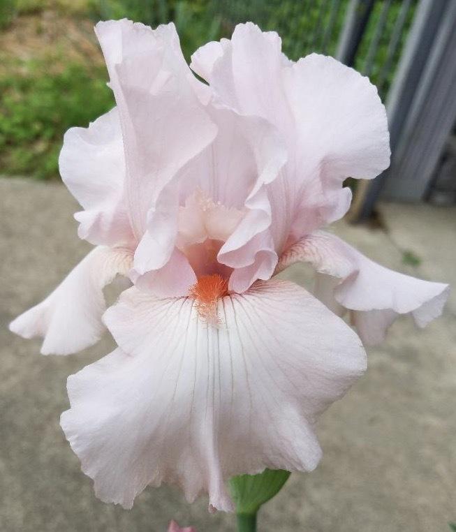 Photo of Tall Bearded Iris (Iris 'Vanity') uploaded by txtreehugger