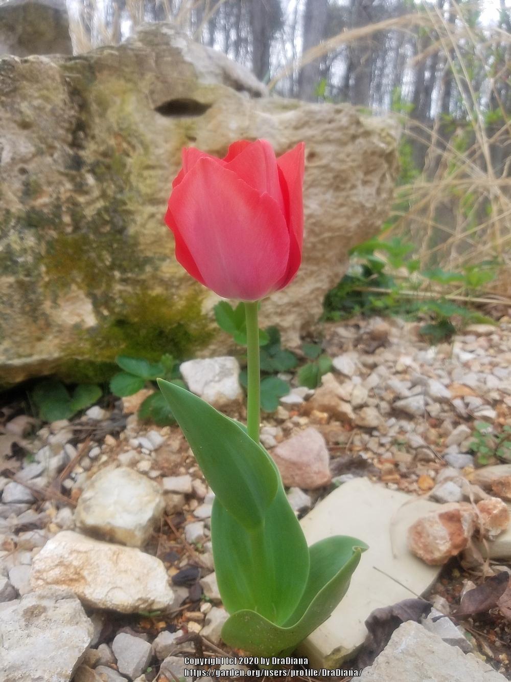 Photo of Darwin Hybrid Tulip (Tulipa 'Van Eijk') uploaded by DraDiana