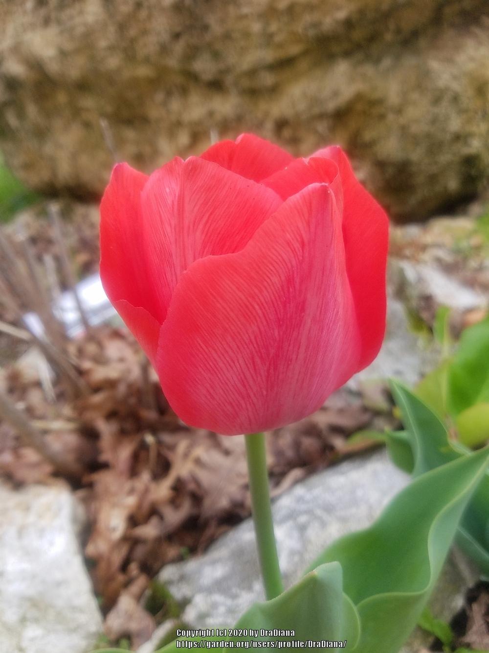 Photo of Darwin Hybrid Tulip (Tulipa 'Van Eijk') uploaded by DraDiana