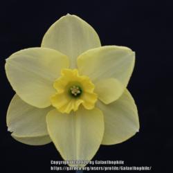 Location: Harrogate Flower Show, Yorkshire, England
Date: 2015-04-25
Narcissus Suave