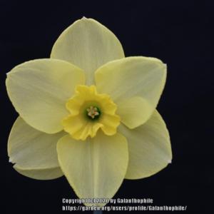 Narcissus Suave