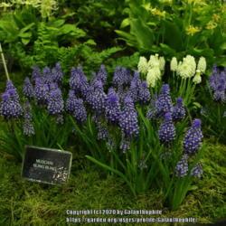 Location: Harrogate Flower Show, Yorkshire, England
Date: 2015-04-25
Muscari Bling Bling