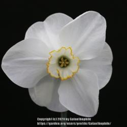 Location: Harrogate Flower Show, Yorkshire, England
Date: 2015-04-25
Narcissus Royal Princess