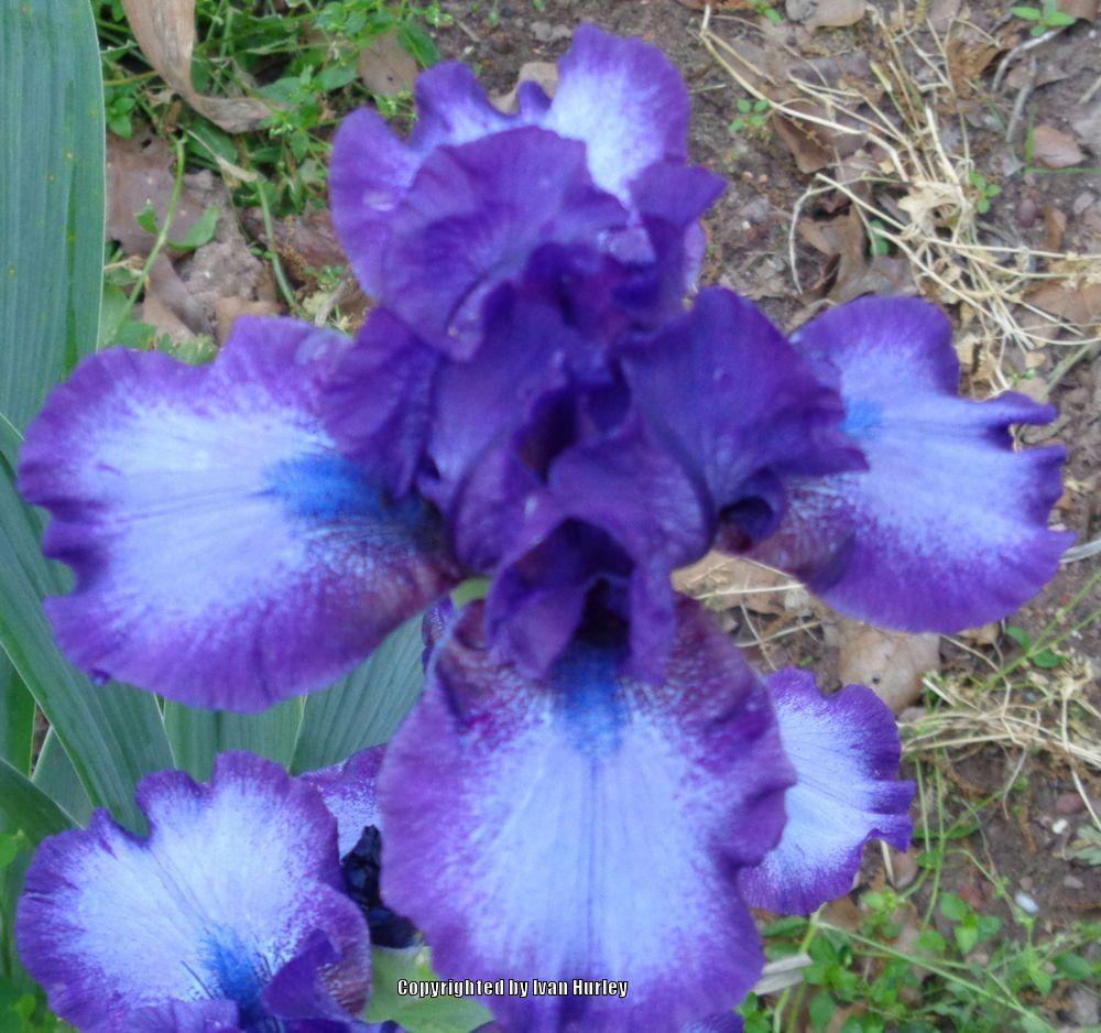 Photo of Intermediate Bearded Iris (Iris 'This and That') uploaded by Ivan_N_Tx