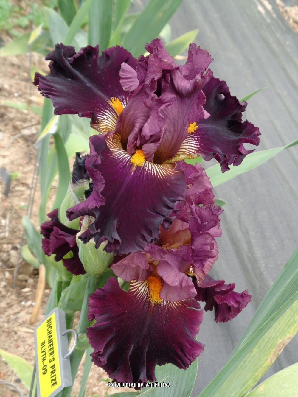 Photo of Tall Bearded Iris (Iris 'Buccaneer's Prize') uploaded by Ivan_N_Tx