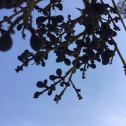
Waxleaf Privet (Ligustrum japonicum) berries against the morning 