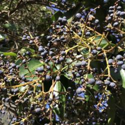 Location: CA
Date: 4/3/2020
Berries of Waxleaf Privet (Ligustrum japonicum)