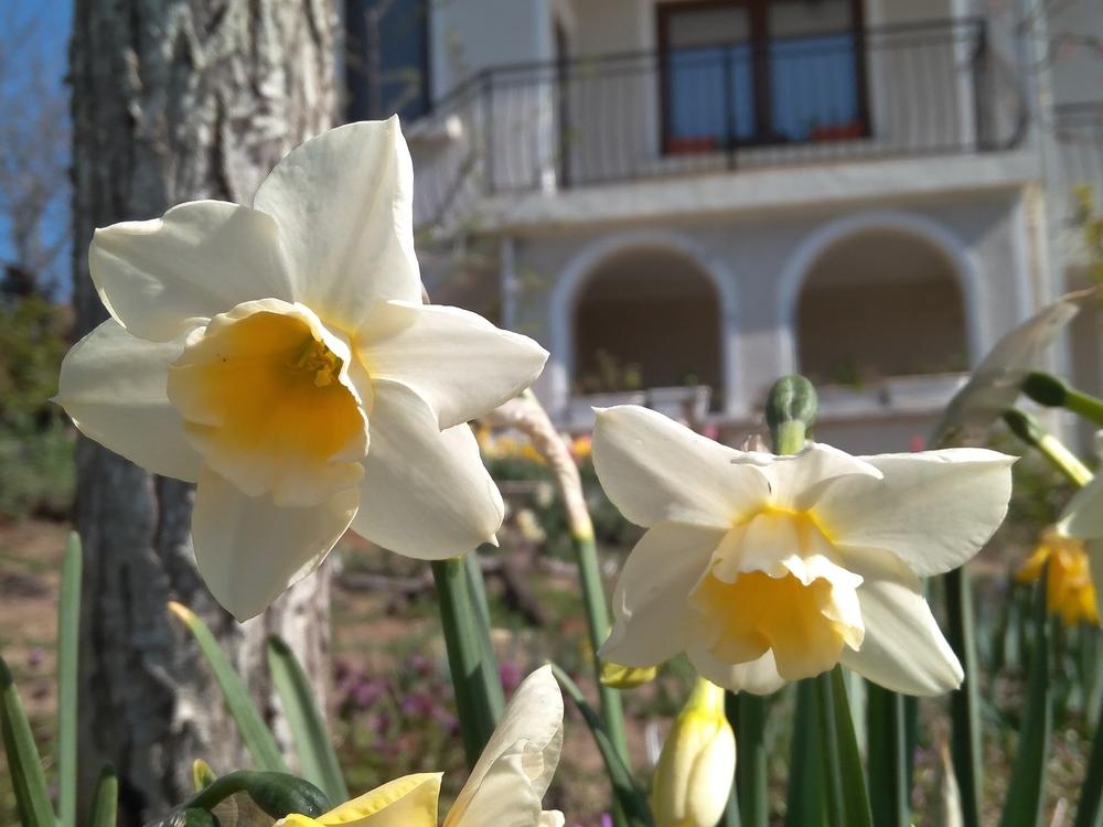 Photo of Daffodil (Narcissus 'Sweet Love') uploaded by Nevita
