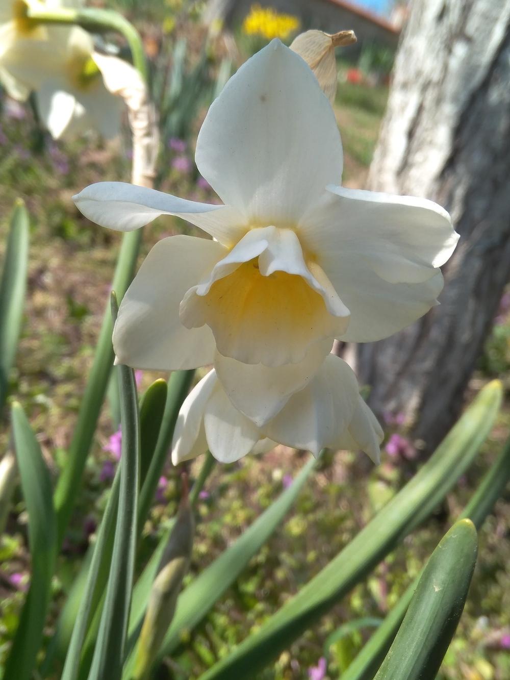 Photo of Daffodil (Narcissus 'Sweet Love') uploaded by Nevita