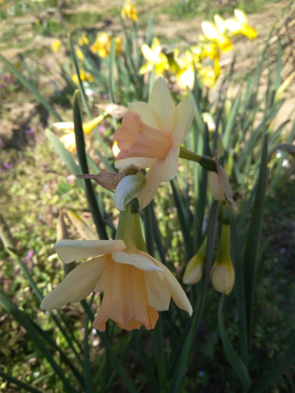 Photo of Jonquilla Narcissus (Narcissus 'Blushing Lady') uploaded by Nevita