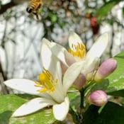 #Polinator Honey #Bee decending!