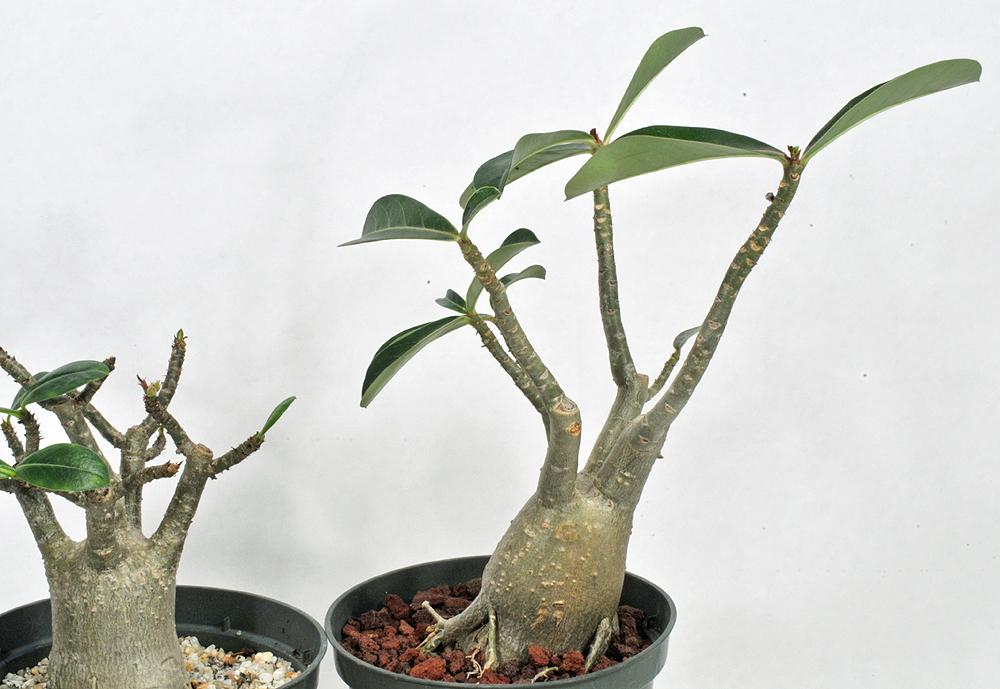 Photo of Adeniums (Adenium) uploaded by deepsouth