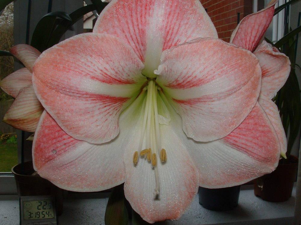 Photo of Amaryllis (Hippeastrum 'Apple Blossom') uploaded by wibbly
