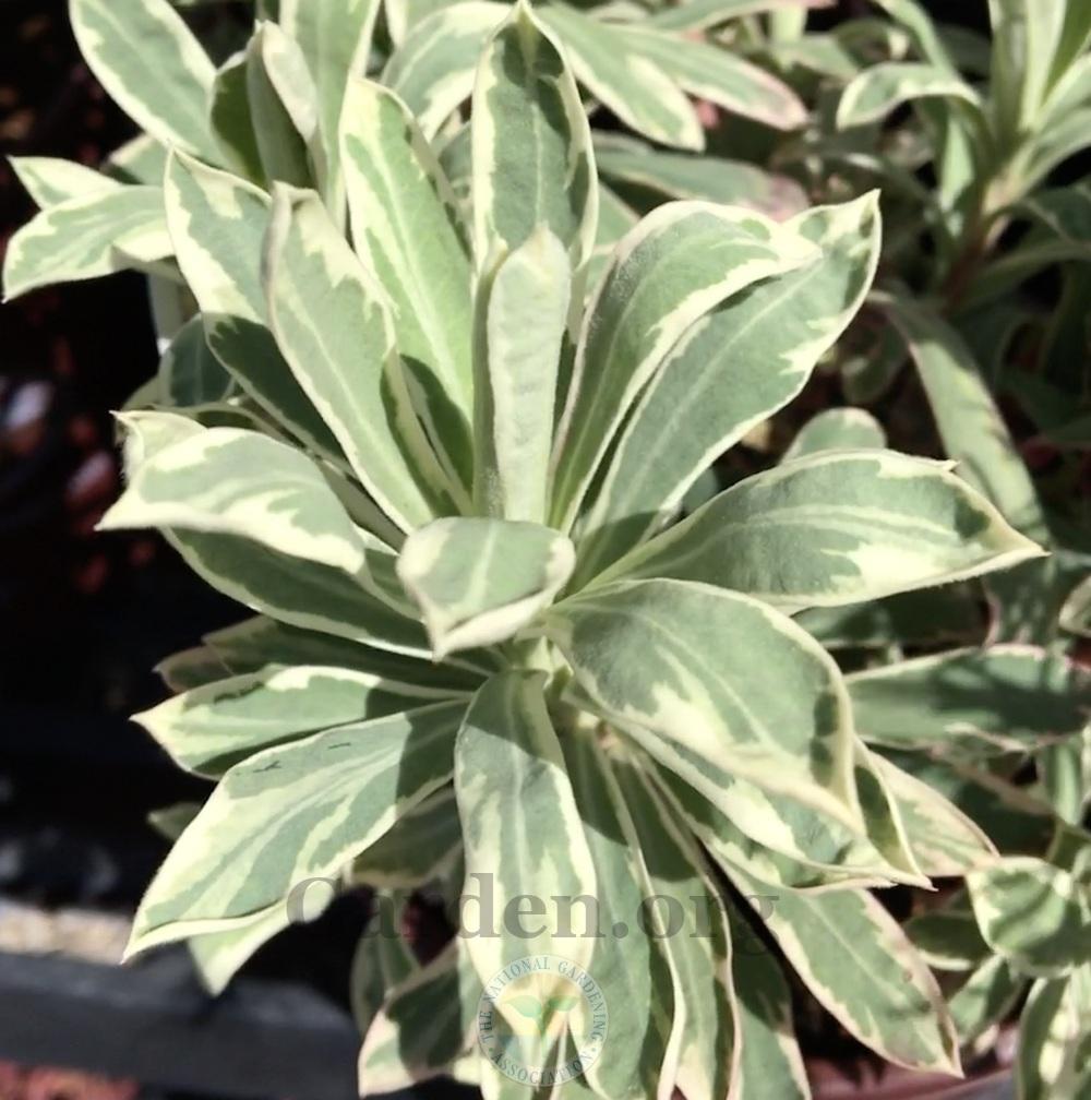 Photo of Euphorbia (Euphorbia characias Silver Swan) uploaded by BlueOddish