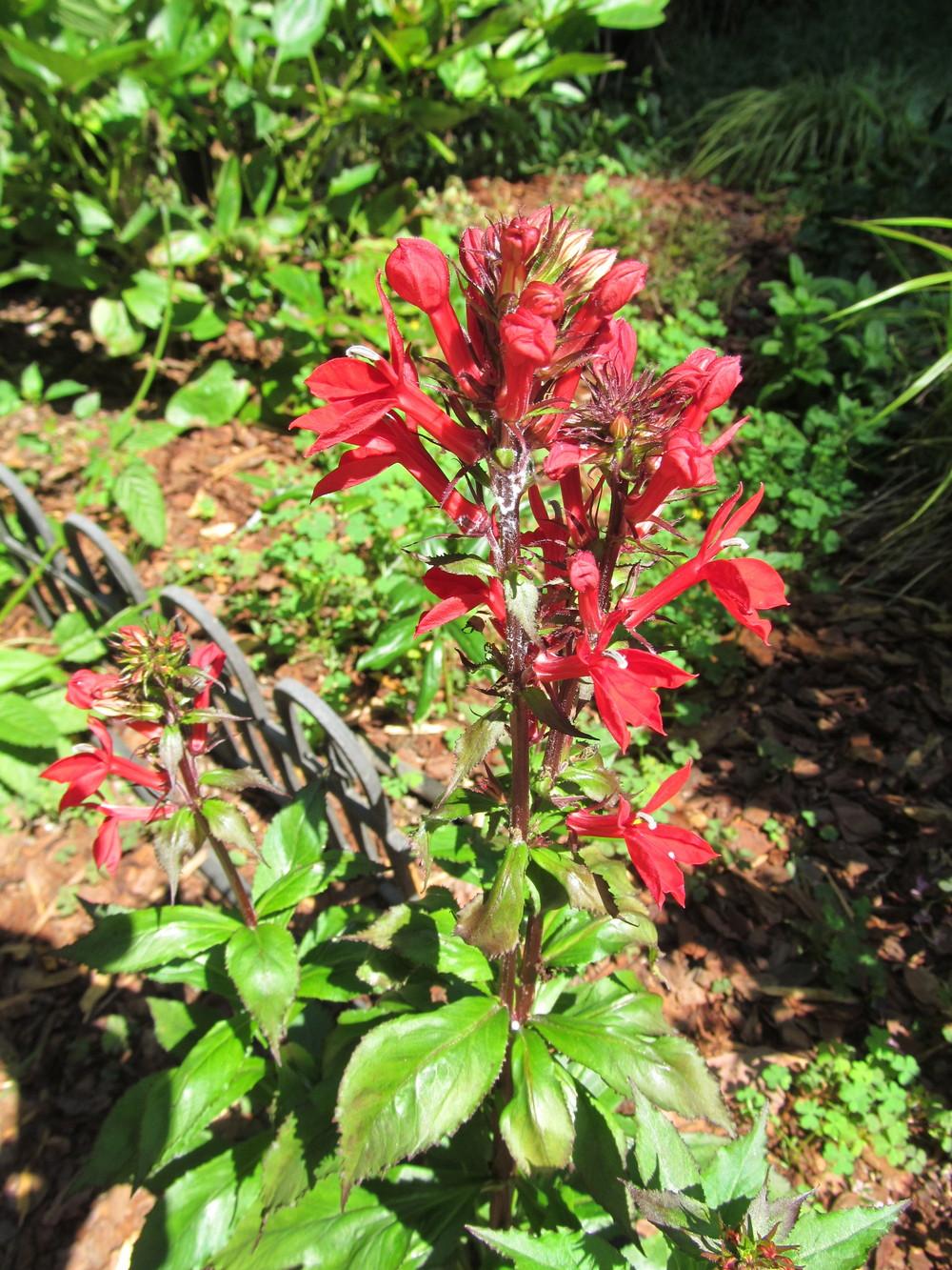 Photo of Cardinal Flower (Lobelia cardinalis) uploaded by Sscape