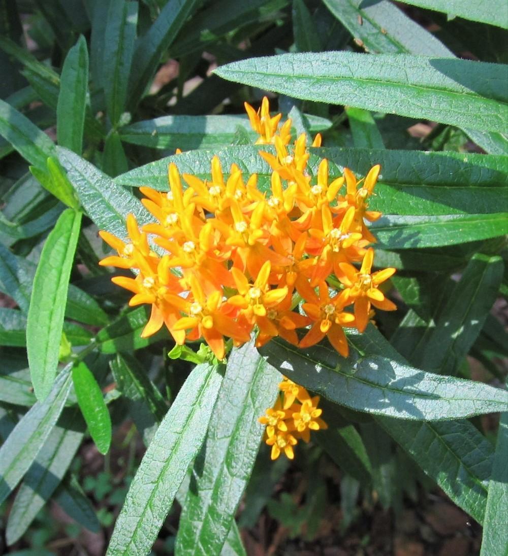 Photo of Butterfly Milkweed (Asclepias tuberosa) uploaded by Sscape